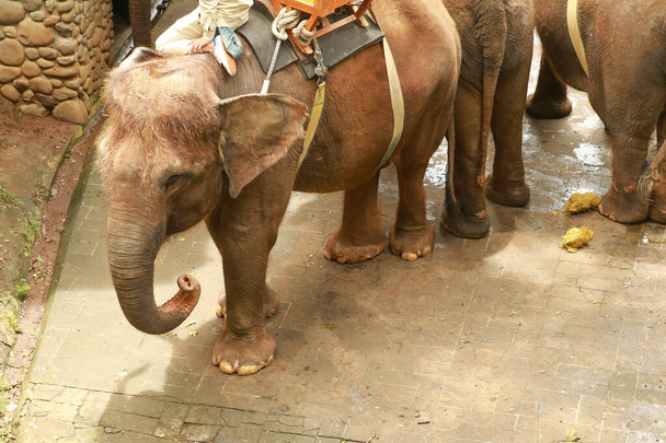 Kriticky ohrožený Sumatranský slon na Bali, Indonésie - Fotografie, Obrázek