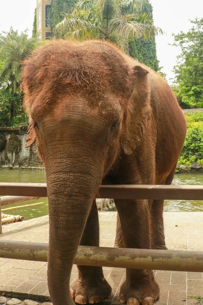 Суматранский слон, находящийся под угрозой исчезновения в Бали, Индонезия - Фото, изображение