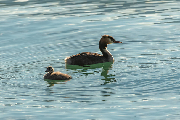 great crested grebe, Podiceps cristatus, grebe and chick on the lake - Photo, Image
