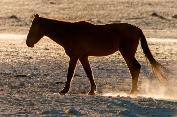 Silhouette di un cavallo selvaggio del Namib che cammina. Foto scattata al Garub - Foto, immagini