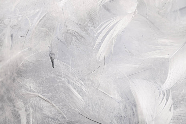 penas de pato branco com detalhes visíveis. textura ou fundo - Foto, Imagem