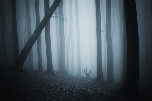 Тёмный сюрреалистический лес с туманом на Хэллоуин
 - Фото, изображение