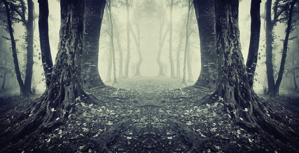 Симетричний темний ліс з туманом і деревами
 - Фото, зображення