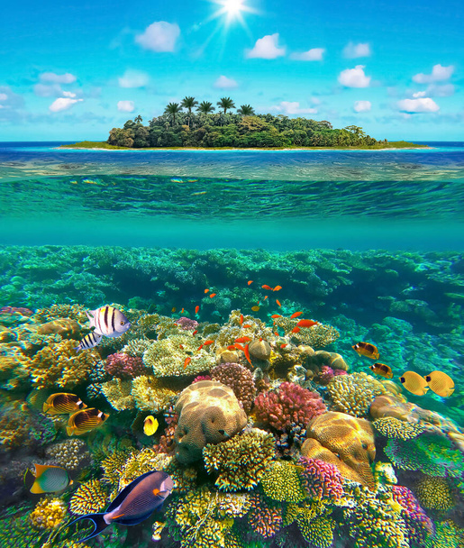 Koláž o tropické pláži s krásným podmořským světem za slunečného dne. Krásný ostrovní ráj a s korálovými rybami na útesu. - Fotografie, Obrázek