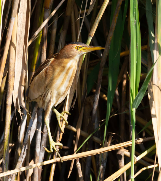 Pequeño amargado, Ixobrychus minutus. El pájaro se sienta en los cañaverales de la orilla del río - Foto, Imagen