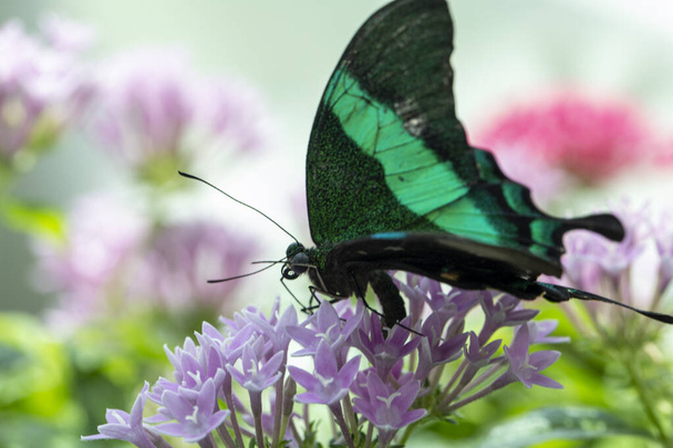 метелик на квітці в літній день
 - Фото, зображення