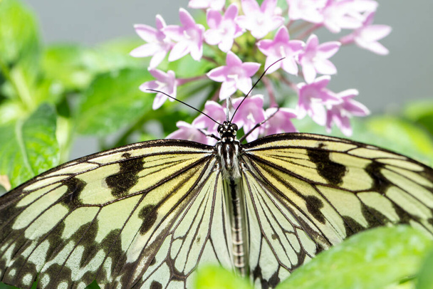 farfalla su un fiore in giorno estivo - Foto, immagini