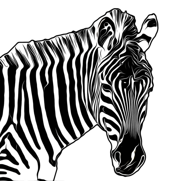 cute zebraa head on white background - Foto, imagen