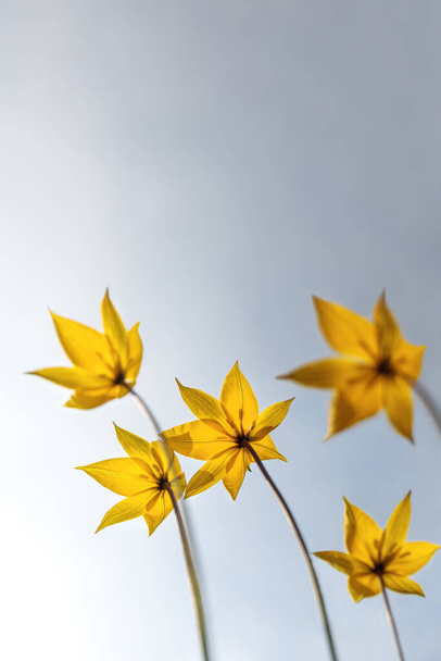 Άγρια κίτρινη άνοιξη σπάνια λουλούδια της Tulip scythica sylvestris (Bieberstein) σε ένα λιβάδι ανθίζει, μπλε ουρανό στο παρασκήνιο, κάτω όψη. Αντιγραφή χώρου.  - Φωτογραφία, εικόνα
