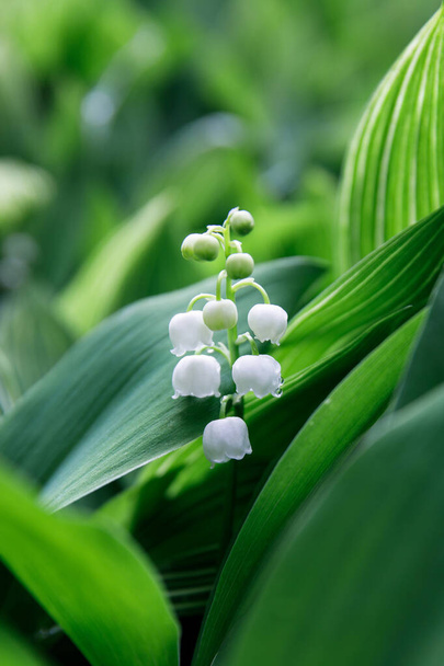 Lily of the valley with rain drops close up, blooming in the forest. Selective focus. Convallaria majalis - most fragrant flowers in early summer - Photo, Image