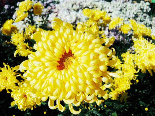 Žlutý astr v plném květu, přírodní letní pozadí  - Fotografie, Obrázek