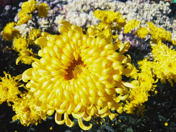 Žlutý astr v plném květu, přírodní letní pozadí  - Fotografie, Obrázek