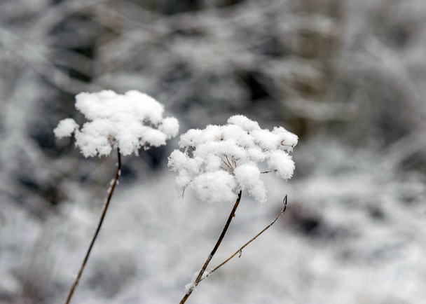 texture astratta, piante innevate, sentimenti invernali, texture invernale adatto per carta da parati, inverno - Foto, immagini