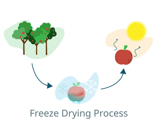 διαδικασία κατάψυξης ξήρανσης έως την κατάψυξη και ξήρανση φρούτων πριν από την πώληση φορέα - Διάνυσμα, εικόνα