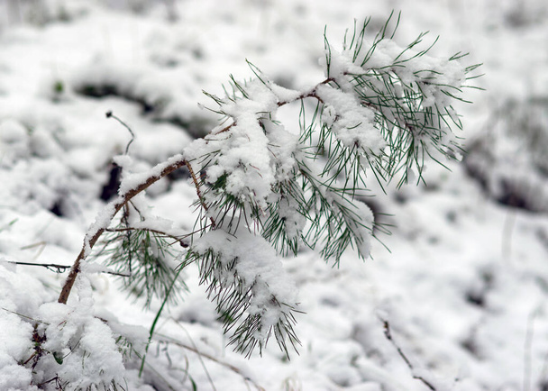 zasněžené stromy, zimní den, zasněžená krajina a stromy, zimní pocit v lese - Fotografie, Obrázek