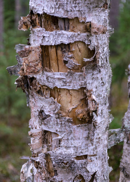 abstract old dead birch tree trunk, forest background - Photo, image