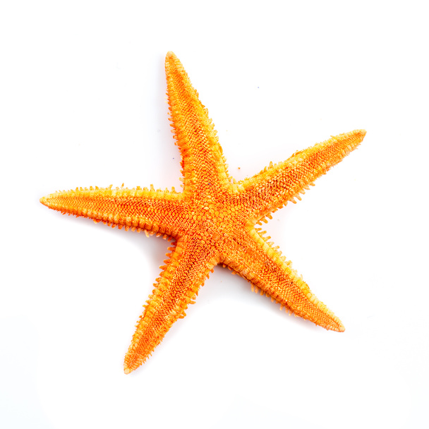 peixe-estrela - Foto, Imagem