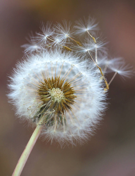 dry dandelion flower close-up with white flying parachutes on a blurr background, vertical image with soft focus and place for text - Photo, Image