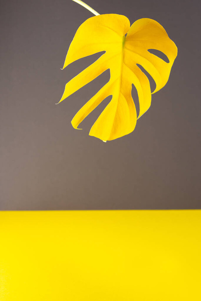 Žlutý list domácího květu Monstera zblízka osvětlené na módní šedé a žluté pozadí, módní barvy roku - Fotografie, Obrázek