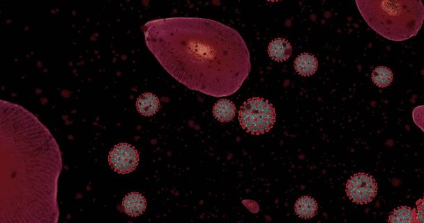 高濃度コロナウイルス病Covid-19.ウイルスと赤血球のアニメーショングループは、顕微鏡下で閉じます。3Dレンダリング3Dイラスト - 写真・画像