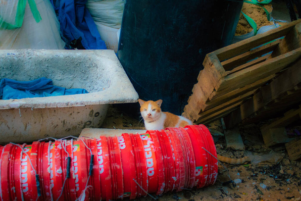 Tel Aviv Israël 02 janvier 2021 Vue d'un chat domestique abandonné vivant dans les rues de Tel Aviv pendant le confinement de la ville et l'épidémie de coronavirus en Israël - Photo, image