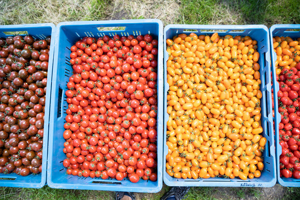 tomates jaunes et rouges fraîchement cueillies dans une caisse - Photo, image