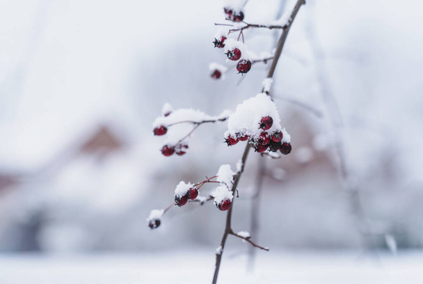Παγωμένη σε δέσμες κόκκινων βατόμουρων με θολό φόντο λευκού χιονιού, που καλύπτει χιόνι σε κλαδιά άγριων μούρων με έντονο φως το πρωί. Όμορφη και φρέσκια φυσική το χειμώνα - Φωτογραφία, εικόνα