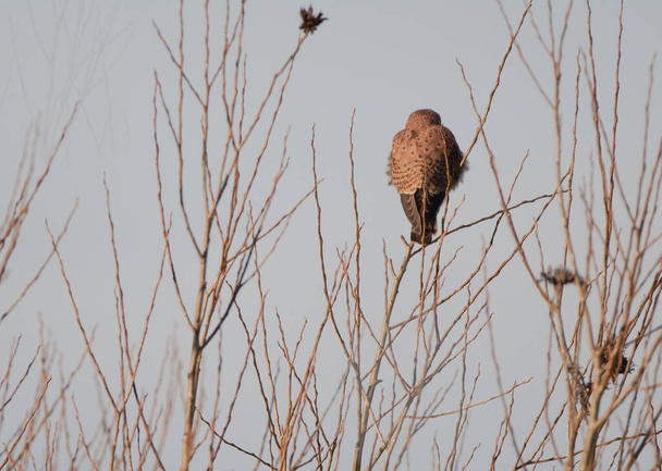 Female kestrel perched with her back to the camera, the bird is perched in bare trees in the winter.  - Photo, Image
