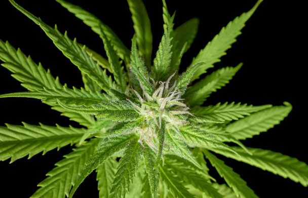 bloeiende verse groene cannabisplant close-up in zwarte rug - Foto, afbeelding