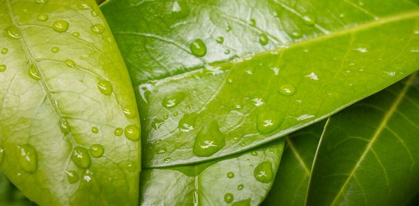 marco completo primer plano de algunas hojas húmedas frescas verdes - Foto, imagen