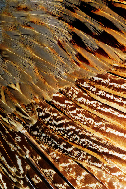 Яскраві коричневий перо
 - Фото, зображення