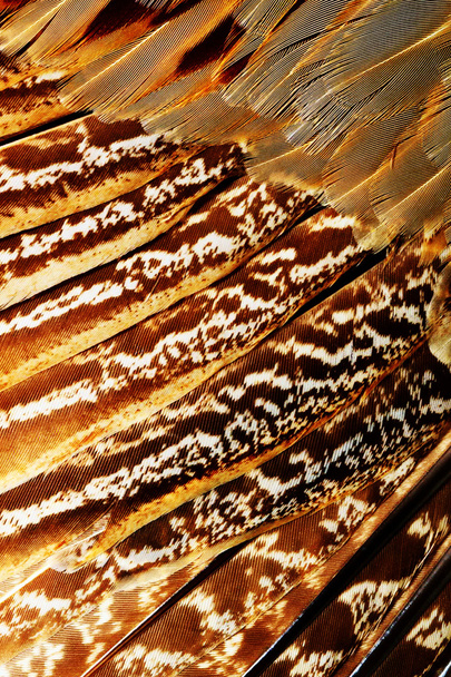 Bright brown feather - Photo, Image