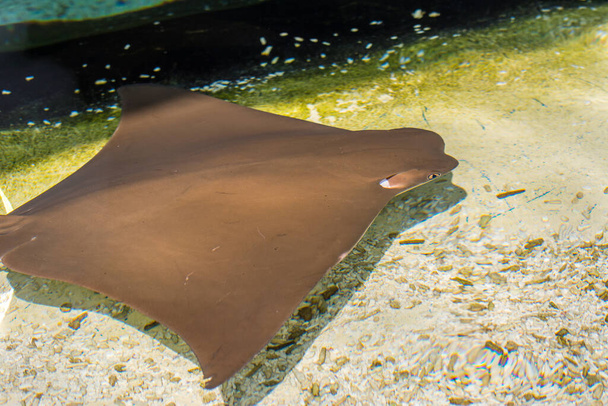Brown ray fish swimming freely in a aquarium  - Photo, Image