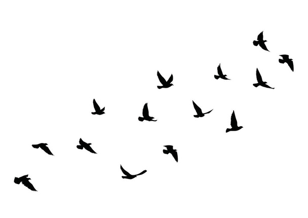 Силуети літаючих птахів на білому тлі. Векторні ілюстрації. ізольований птах літає. дизайн татуювання
. - Вектор, зображення