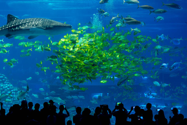 Silhouette di persone che guardano i pesci in enorme acquario blu, vasca di pesce con squalo e secche tropicali di pesce a Chimelong Ocean Kingdom, Zhuhai, Guangdong, Cina - Foto, immagini
