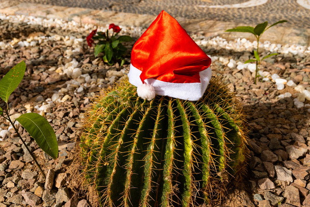 Tropical christmas. new year in desert. Santa Claus hat on a cactus. - Foto, afbeelding
