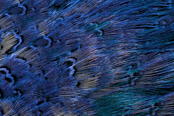 světlé hnědá péřová skupina ptáků, některých - Fotografie, Obrázek