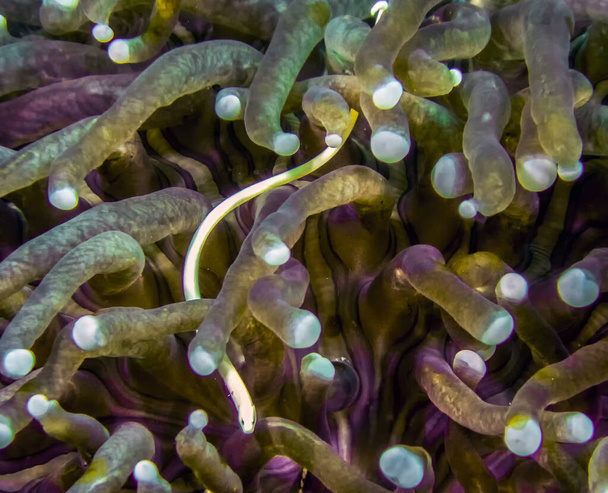 Mushroom Coral Pipefish (Siokunichthys nigrolineatus) - Photo, Image