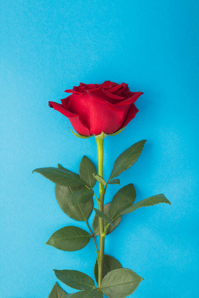 Closeup on red rose on the blue background. Location vertical. - Zdjęcie, obraz