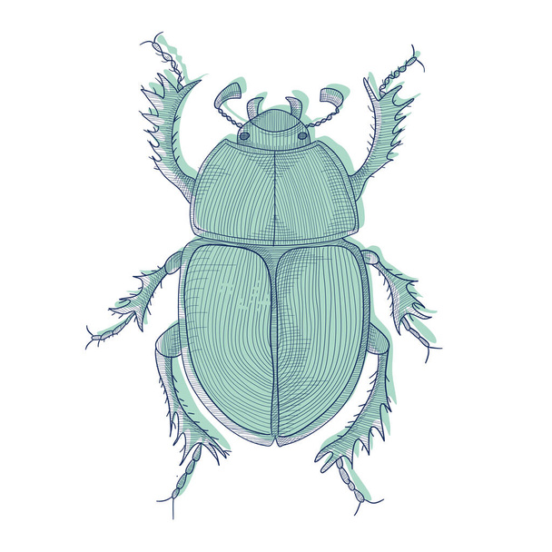Escarabajo forestal, ilustración de insectos dibujada a mano en el diseño de líneas. Esbozo aislado con gusano, gusano, larva. - Vector, imagen