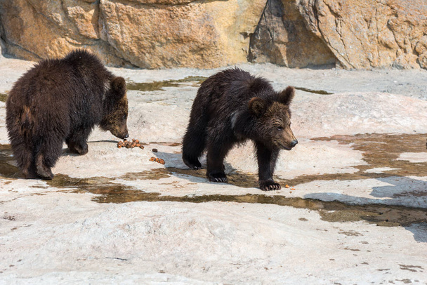 Twee grote en sterke zwarte beren, lopend op rotsen in de dierentuin  - Foto, afbeelding