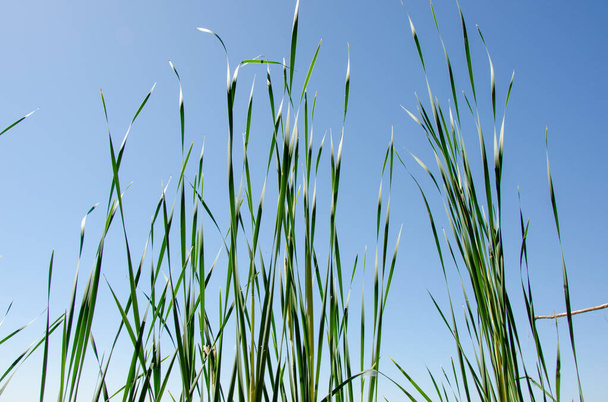 Висока зелена трава на фоні неба з сонячним світлом влітку
 - Фото, зображення