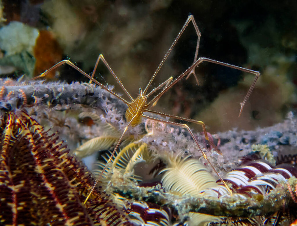 Spider Squat Lobster (Chirostylus dolichopus) - Photo, Image