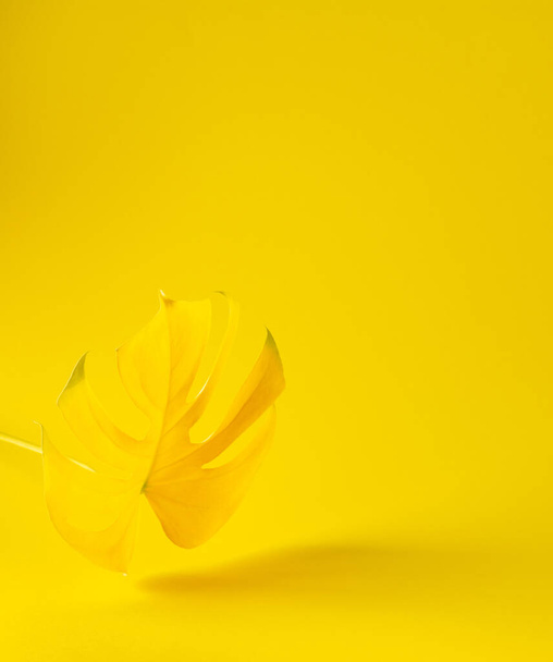 Geel blad van home flower Monstera close-up verlicht op trendy gele achtergrond, trendy kleuren van het jaar - Foto, afbeelding