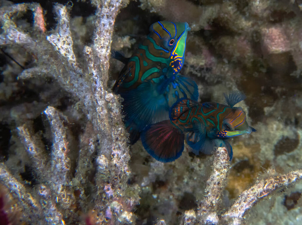 Colourful Madarinfish (Synchiropus splendidus) on a night dive in the Philippines - Photo, Image