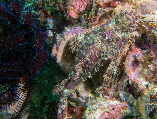 Scorpionfish ramolli (Scorpaenopsis oxycephala)) - Photo, image