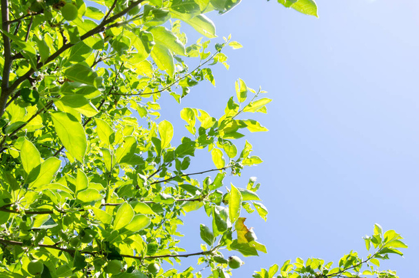 Green tree leaves and clear blue sky during sunny day. Natural background. - Φωτογραφία, εικόνα