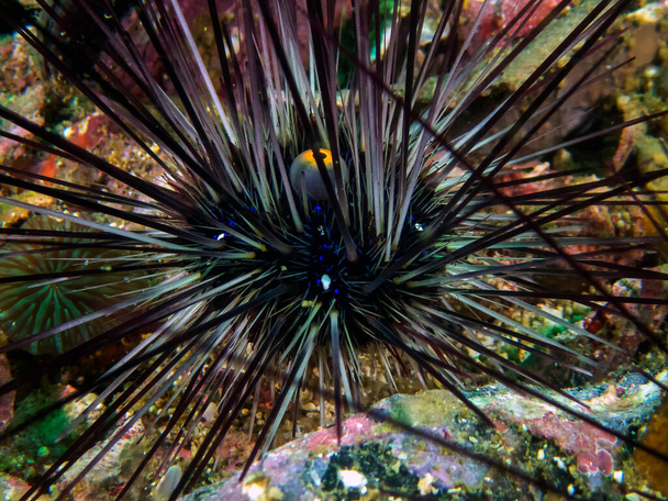 erizo de mar de espinas largas (Diadema setosum) - Foto, Imagen