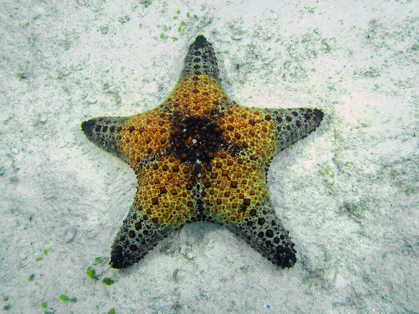 Медовий стільник Cushion Star (Pentaceraster alveolatus) - Фото, зображення