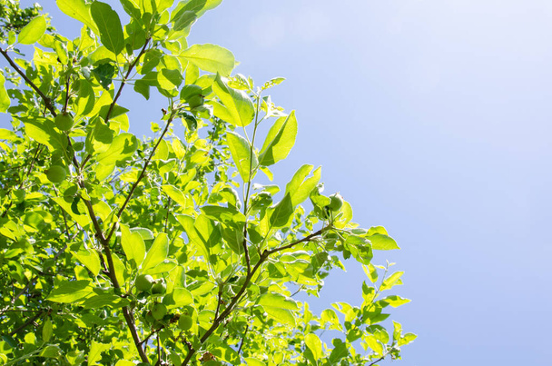 Green tree leaves and clear blue sky during sunny day. Natural background. - Fotografie, Obrázek